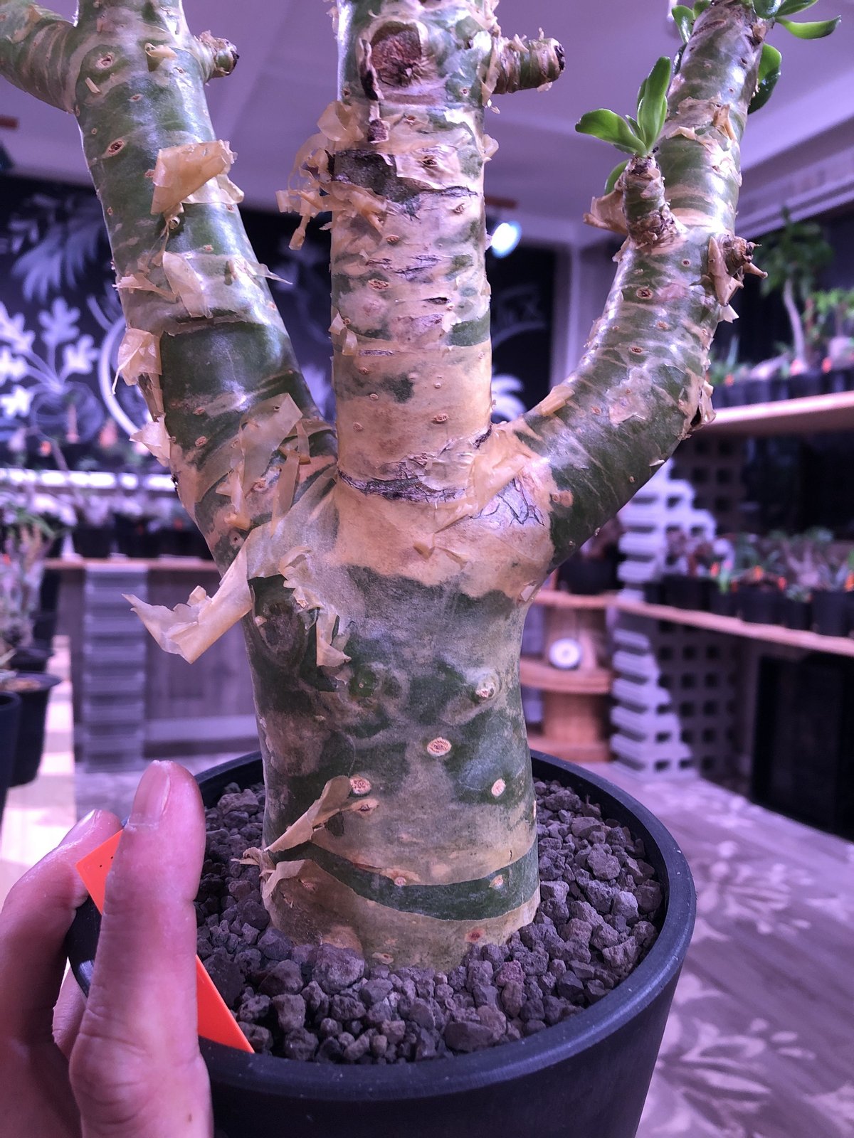 tylecodon paniculatus 《太めM size》店主3年管理株‼︎ 激推し株 tylecodon paniculatus 《太めM size》店主3年管理株‼︎ 激推し株