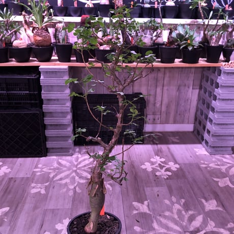 bursera  fagaroides《L  size》※現地球発根済※店主管理5年株※成熟しメクれ上がった表皮＆大変ぷっくりぼってり株元な作り込んだ一株※mad black pot植え