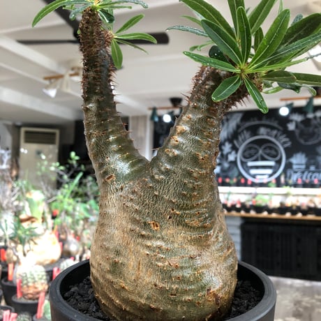 pachypodium gracilius《L size》※現地球株発根済※大きめで全方位A面な樹形バランス＆枝振りも抜群なgreen肌‼︎※black bowl pot植え