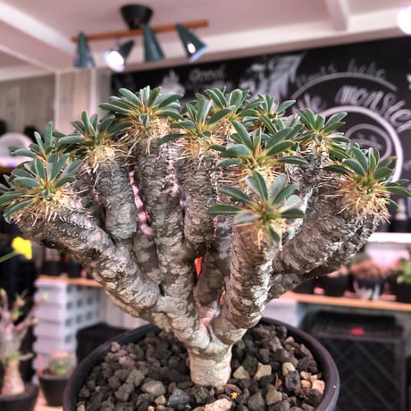 euphorbia  guillauminiana《L size》※現地球発根済株※細枝多数のwildさ繊細さ＆美しさの二面性持つ現地球株らしさ全開株※mad black pot植え