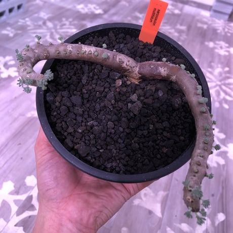 sarcocaulon   multifidum《L size》※ピンクの花も葉も可愛い人気者  ※mad  black  pot植え