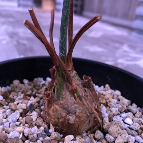 encephalartos   horridus《姫鬼蘇鉄》