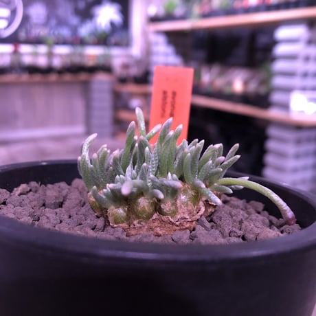 avonia   alstoni 《M size》※愛くるしくて愛くるしくて堪らない冬の人気者‼︎※ mad black pot植え　※限定６株