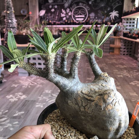 packypodium   gracilius（L size）