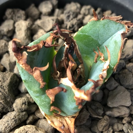 agave titanota  白鯨陽炎type《S size》※現地球株発根済 ⑤※唸り良き鋸歯に幅広肉厚タイプ※black pot植え