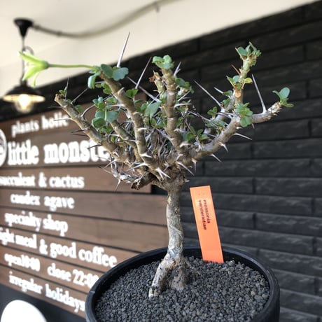 sarcocaulon  vanderietiae《小さめL size》※現地球発根後店主国内管理3年株※希少夏型種‼︎balance良樹形な幹上がり仕立て※mad black bowl pot植え