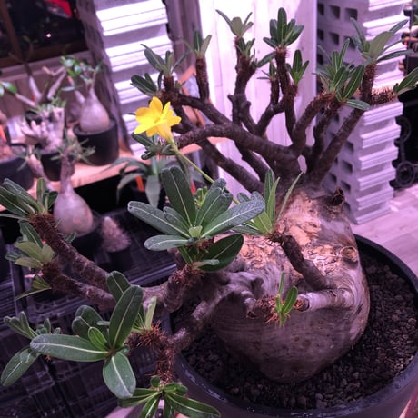 packypodium  gracilius《XL size》大株※現地球発根後店主国内管理7年株※大変big且つ激枝振り＆現地焼けbody※mad black bowl pot植え