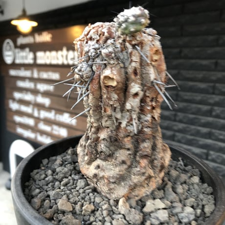 copiapoa cinerea 黒王丸《M size》※現地球発根後店主国内管理21年株※極上‼︎全身から生命力感じる木質ミイラ化した極上株※mad black bowl pot植え