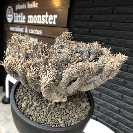 euphorbia  guillauminiana《大きめLL size》※現地球発根済株※店主国内管理6年株※現地球株らしい表皮＆volume満点大株※mad black bowl pot植え
