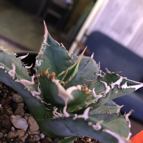 agave     titanota《S  size》from Europa  限定２株‼︎