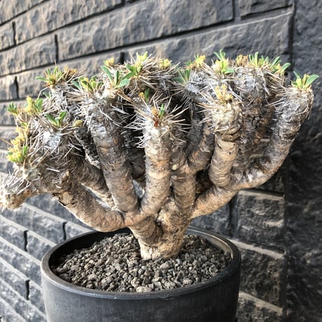 euphorbia  guillauminiana《極太LL size》※現地球発根後店主国内管理7年株※激極太幹&躍動する枝振りが堪らない大株※mad black bowl pot植え