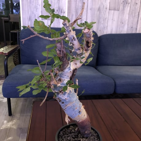 commiphora  africana《L size》※mad black pot植え　vintage感出過ぎなこの佇まいが堪らない１株‼︎　※発根芽吹き済み株