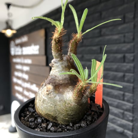 pachypodium  gracilius《小さめM size》※現地球発根後店主国内管理3年株※愛くるしさ100%な美術的インテリ性高く現地焼け肌な一株※mad black pot植え