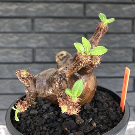 pachypodium  cactipes《M size》極赤肌株※現地球発根済株※店主国内管理4年株※極赤味が強く自己主張強きカクチペス‼︎存在感抜群な選抜株※mad black pot植え