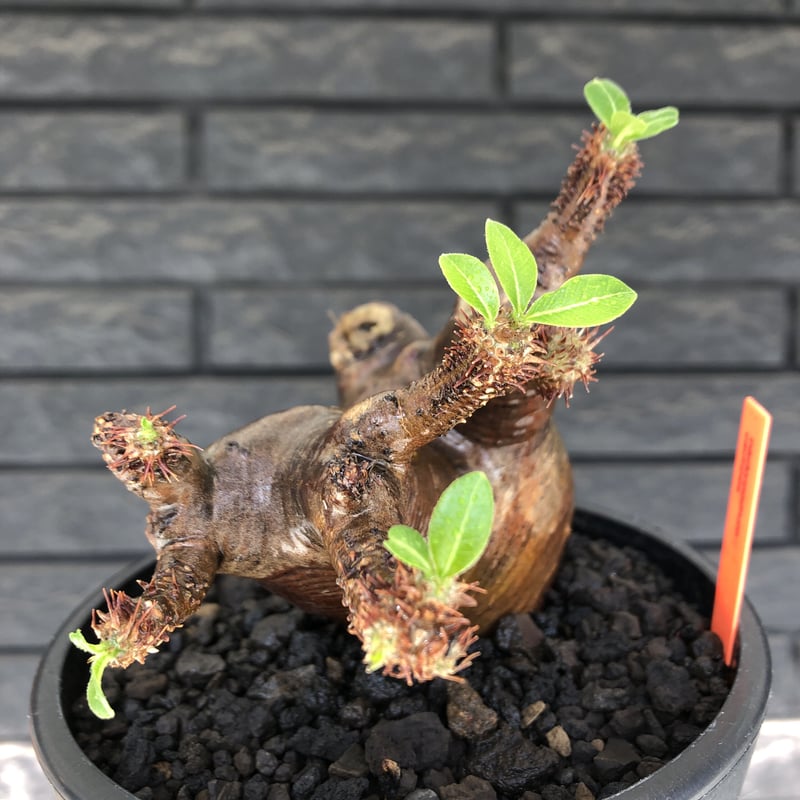 赤肌ワイルド株】パキポディウム カクチペス pachypodium