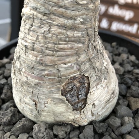 euphorbia  ramena《 XL size》※現地球発根後店主国内管理9年株※激希少驚愕bigラメナ‼︎クロスした枝振り＆ぼってり株元最高樹形※mad black bowl pot植え