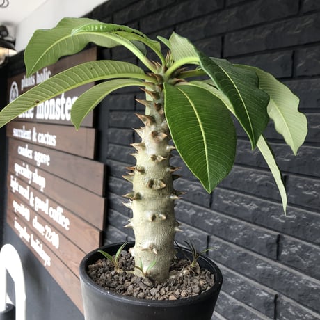 pachypodium  baronii《L size》※激希少‼︎現地球発根後店主国内管理6年株※荒い太いstudsみたく大きな葉&太幹がwildな一株※mad black pot植え