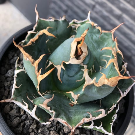 agave titanota  白鯨強棘陽炎bowl type《L size》※現地球株発根済※ウネウネ最高の鋸歯に幅広肉厚ボウルタイプ※black bowl pot植え