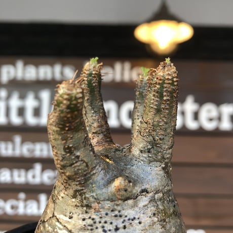 pachypodium  gracilius《大きめS size》五頭枝株※現地球発根済株※店主国内管理2年株※整いすぎなほどcompactに纏まった美株※mad black pot植え