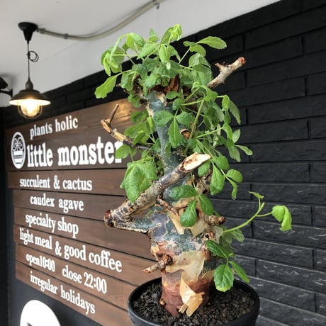 commiphora  holtziana《LL size》極太株※現地球発根後店主国内管理4年株※極太幹&weight低きwildな装い※tall pot植え