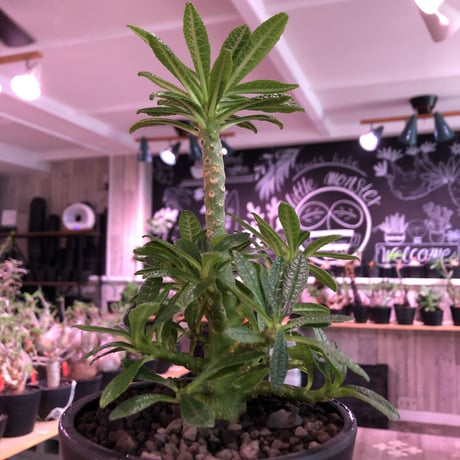 希少 dorstenia   gigas《大きめM size》littmon  seed🌱5年株※17本枝を出しぼってり株元＆良樹形balanceの将来有望ギガス※mad black pot植え