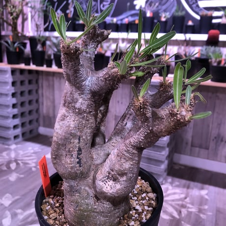 packypodium    inopinatum 《L size》発根済み株‼︎躍動感が半端ないイノピ