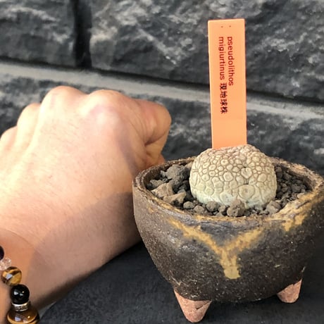 pseudolithos migiurtinus《大きめM size》驚愕‼︎激希少種※現地球発根後店主国内管理8年株※爬虫類や恐竜見たくwildな肌が堪らない‼︎※陶器浅鉢植え