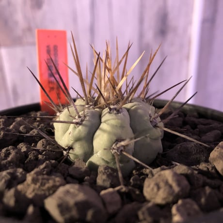 copiapoa   cinerea  長棘黒王丸《S size》※現地球株カキ仔自根株‼︎※mad black bowl pot植え