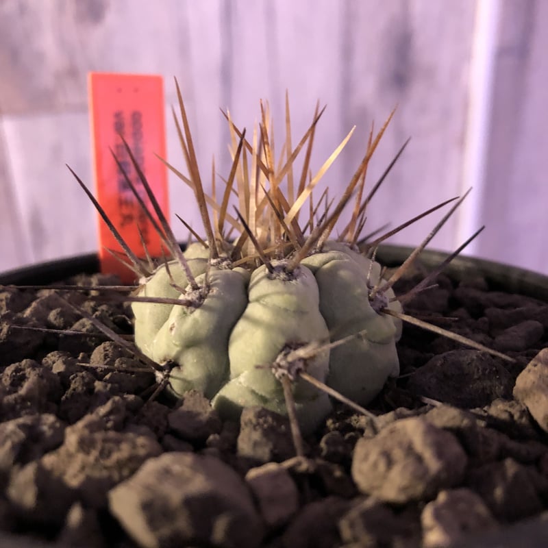 copiapoa cinerea 長棘黒王丸《S size》※現地球株カキ仔自根株 copiapoa cinerea 長棘黒王丸《S size》※現地球株カキ仔自根株