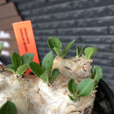 pachypodium  brevicaule恵比寿笑い《M size》※現地球発根後店主国内管理3年株※現地球らしい肌を持つ手乗りサイズ感※mad black bowl pot植え