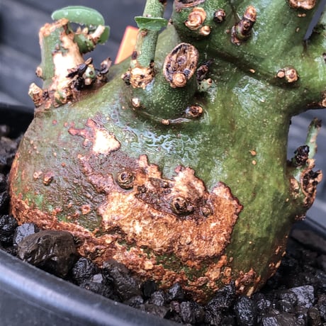 adenia spinosa《大きめM size》球体wild株※現地球発根後店主国内管理3年株※まん丸低重心&枝振りゴツゴツ感が男らしい佇まいが堪らない※mad black pot植え