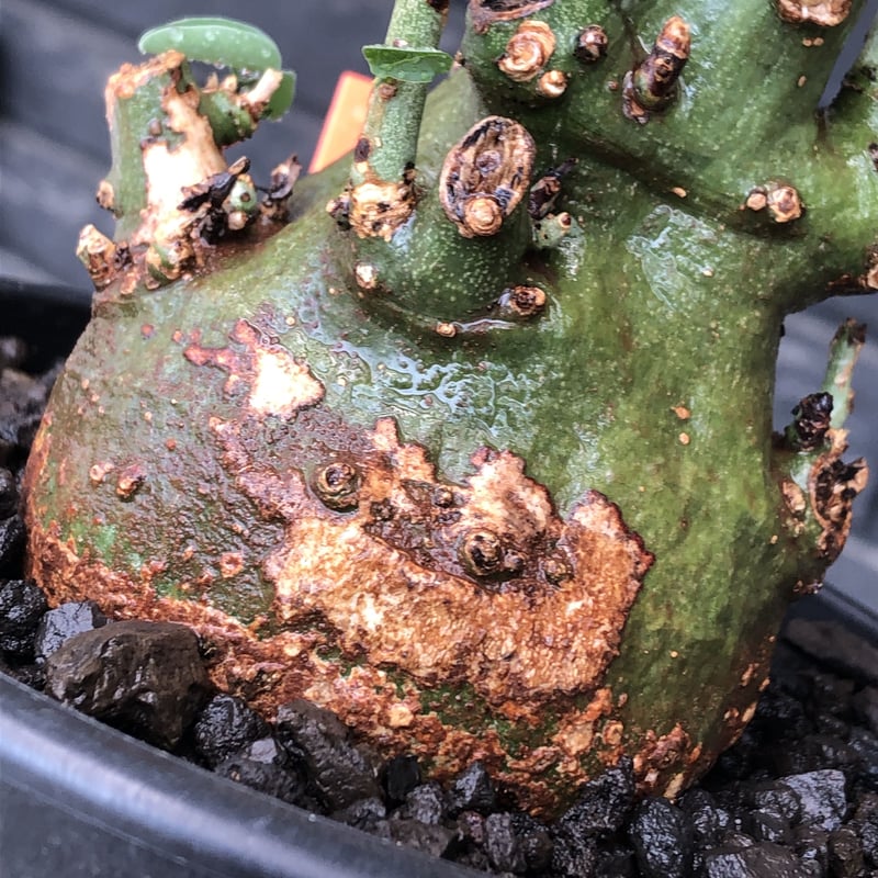 アデニア スピノーサ 現地球 adenia spinosa《大きめM size》球体wild株※現地球発根後店主