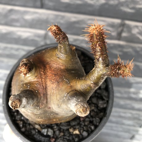packypodium  gracilius《M size》ロゼット枝※現地球発根済株※店主国内管理3年株※360度展開した枝振りに短枝＆多枝な大変ぼってり良樹形※mad black pot植え