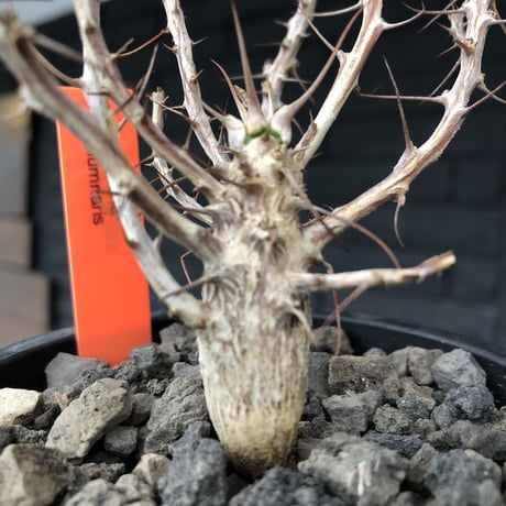 fouquieria   columnaris（S  size）※現地球発根済み株‼︎※小振ながら大変枝振りbalanceも良き冬の人気者‼︎※mad black pot植え　※限定4株‼︎