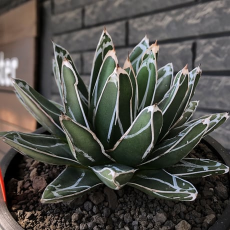 agave  笹の雪《小さめL size》※現地球発根後店主国内管理3年株※締まり&balanceも美しい良きサイズ感※mad black bowl pot植え