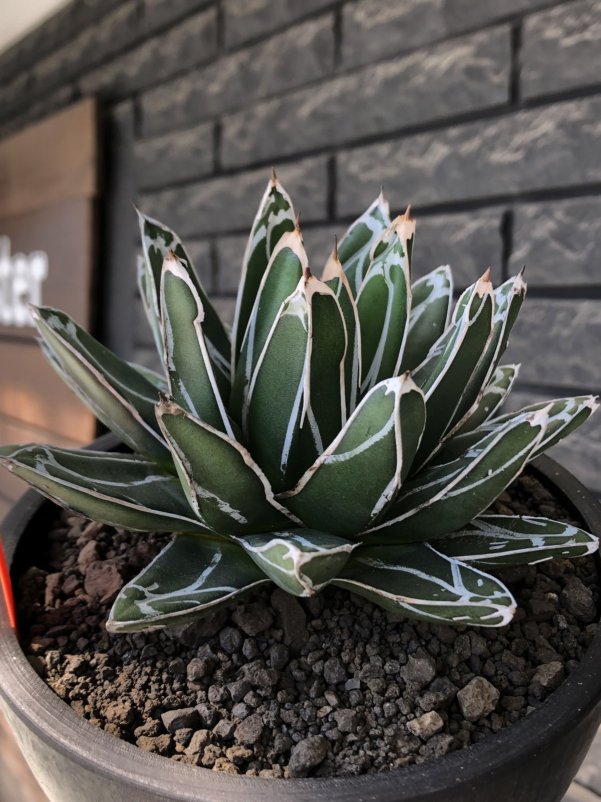 agave 笹の雪《小さめL size》※現地球発根後店主国内管理3年株※締まり