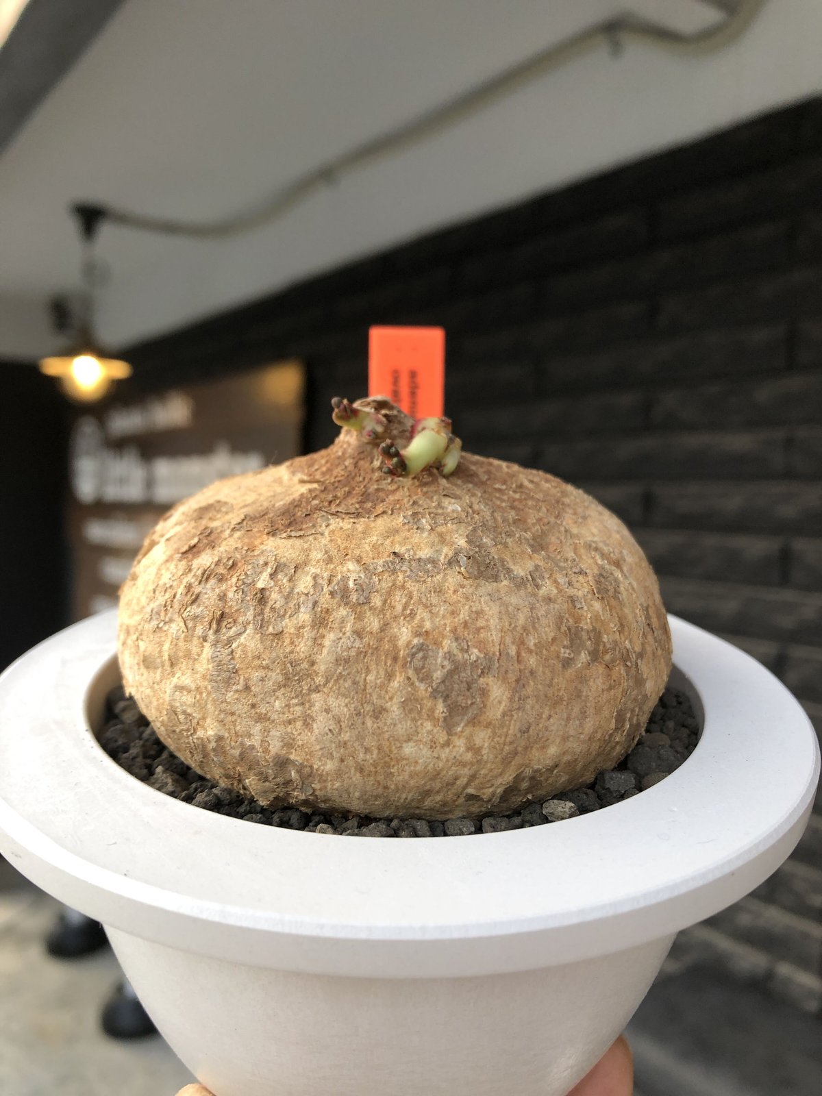 レア種】 Adenia ovata アデニア オバタ 開花済 発根済 塊根 レア種