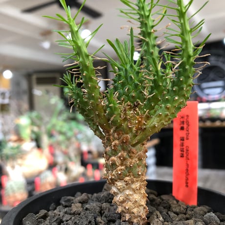 euphorbia caput-medusae 天荒竜《S size》※現地球株発根済※珍しい小振りながら整った樹形バランスと枝振りも良き一株‼︎※black bowl pot植え