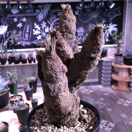 xerophyta   trichophylla《L size》 &《L L size》