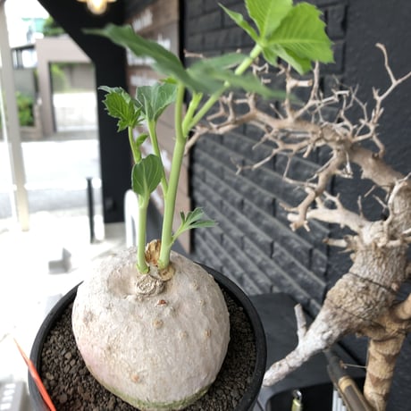 jatropha berlandieri《大きめ M size》※現地球発根後店主国内管理4年株※球体樹形に極美しい白肌と葉とのcontrastが堪らない※mad black bowl pot植え