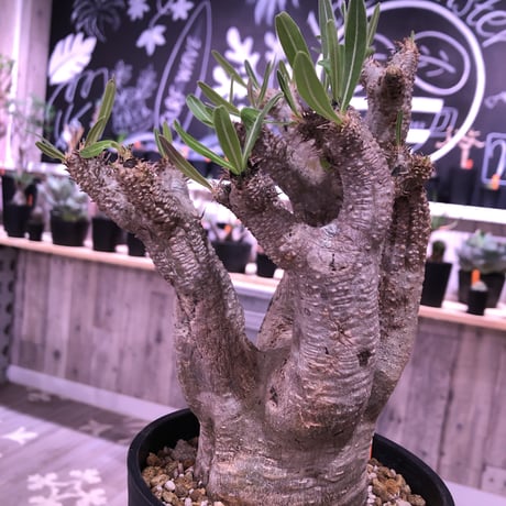 packypodium    inopinatum 《L size》発根済み株‼︎躍動感が半端ないイノピ