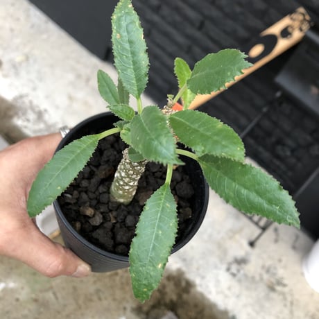 dorstenia   lavrani《M size》希少‼︎綺麗過ぎるgreen‼︎