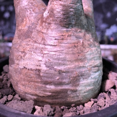 packypodium  gracilius《M  size》※現地球発根済株※霜降り茶肌colorのぼってり樹形‼︎選抜株※mad black pot植え