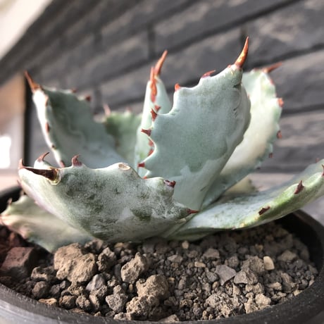 agave  isthmensis《M size》※現地球発根後店主国内管理2年株※weight低く締まり纏まり良き良バランス※mad black pot植え