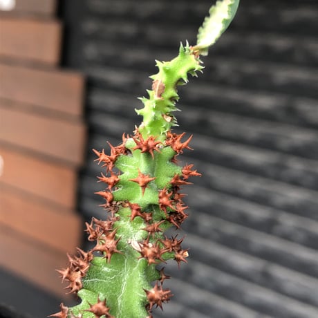 euphorbia magnifica《S size》※現地球株発根済※小振りコンパクトでかわいいながら枝ぶりなど今後の変化も楽しみな一株※black pot植え