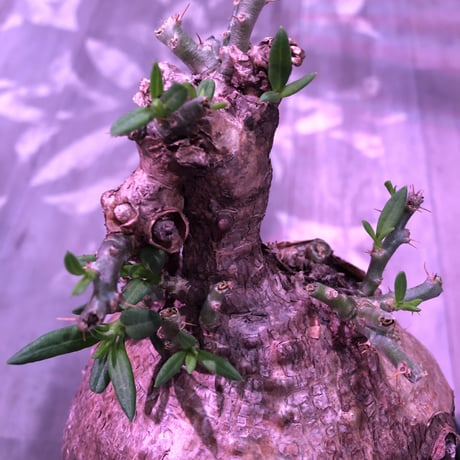 packypodium  bispinosum《大きめL size》※現地球発根済株※店主国内管理4年株※wildな表皮質に大きくぼってりまん丸樹形が堪らない‼︎※セラアートpot植え