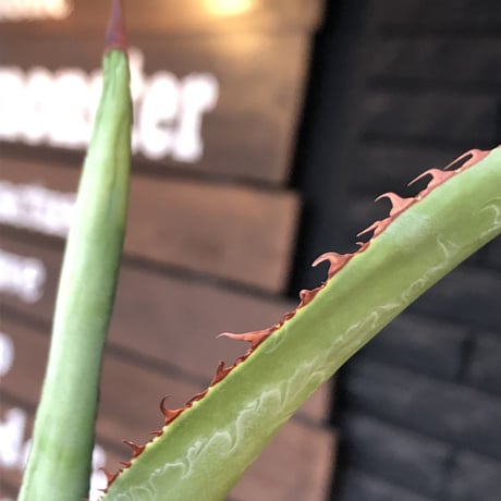 agave  bovicornuta《大きめS size》※発根済株※長短のある赤棘が交互に生える希少性高きボビコルヌータ※mad black pot植え