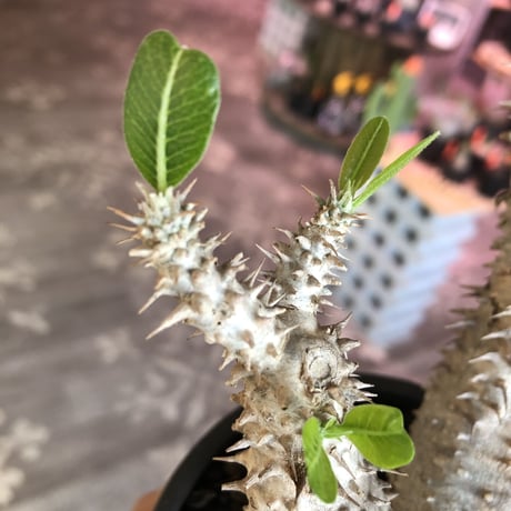 packypodium   makayense《M size》4分頭株※現地球発根済株※小振が故の良さが伝わる大変綺麗な装いのfour-he'dマカイ‼︎将来有望株※mad black pot植え