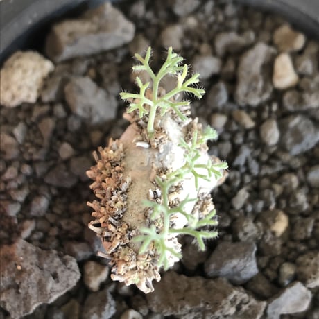 sarcocaulon peniculinum《大きめS size》激希少種※現地球発根後店主国内管理5年株※堪らないほど極白の美しい一株※mad black pot植え