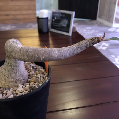euphorbia     ramena